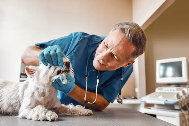 Best Emergency Root Canal Treatment in East Sonora, CA